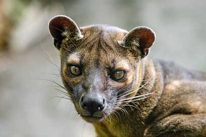 Fossa Predator Madagascar Malagasy Picture