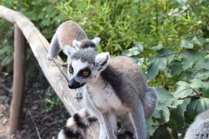 Lemur Nature Fur Maki-Catta Picture