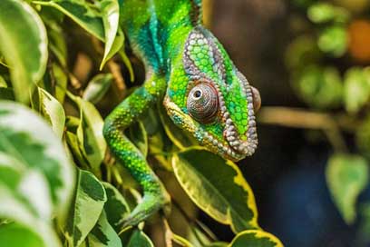 Chameleon Reptile Furcifer-Pardalis Prduckamleon Picture