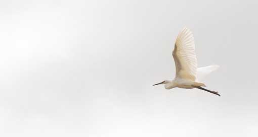 Madagascar Fly Bird Great-Egret Picture