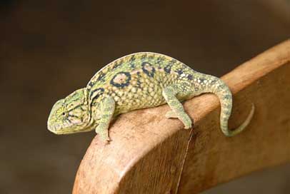 Animal Madagascar Green Chameleon Picture