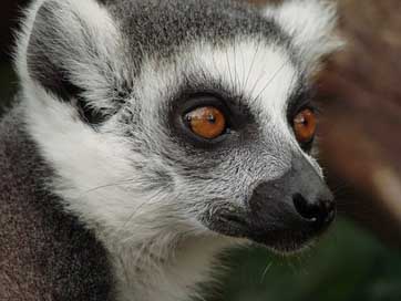 Lemur Animal-World Monkey Madagascar Picture