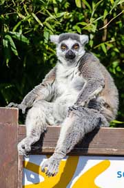 Lemur Monkey Primate Madagascar Picture