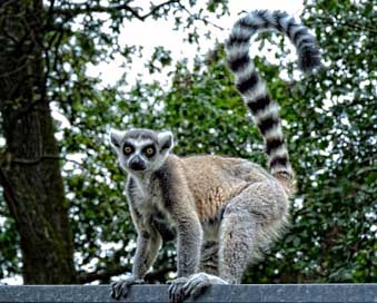 Ring-Tailed-Lemur Ape Lemur Lemur-Catta Picture