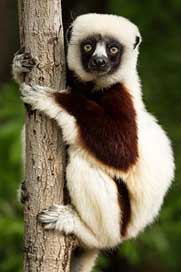 Lemur Coquerel'S-Sifaka Madagascar Wildlife Picture