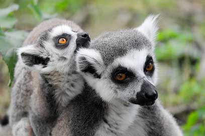 Makis Dam Lemurs-Monkeys Lemur Picture