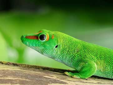 Lizard Scale Day-Gecko Madagascar Picture