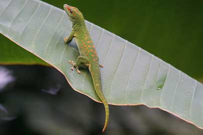 Lizard Green Madagascar-Day-Gecko Scale Picture