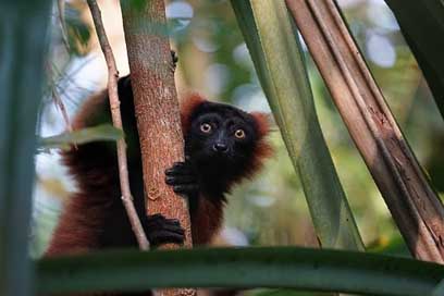 Lemur Rainforest Masoala Zoo Picture
