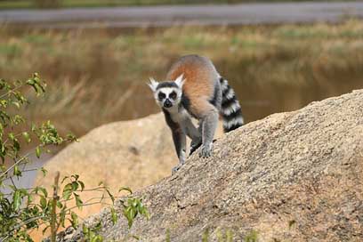 Lemur Madagascar Nature Animal Picture