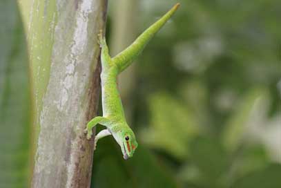 Reptile Green Pangolin Madagascar-Gecko Picture