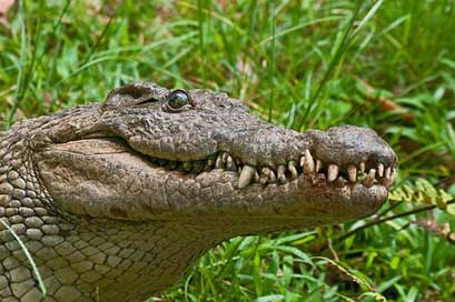 Crocodile Madagascar Predator Alligator Picture