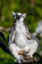 Lemur Mammal Primate Ring-Tailed-Lemur Picture