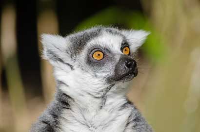 Lemur Mammal Primate Ring-Tailed-Lemur Picture