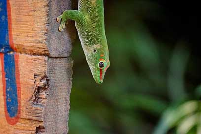 Madagascar-Day-Gecko Zoo Rainforest Masoala Picture