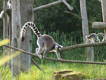 Ring-Tailed-Lemur Prosimians Madagascar Lemur Picture