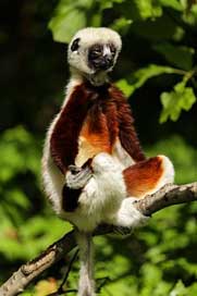 Lemur Madagascar Sifaka Coquerel'S-Sifaka Picture