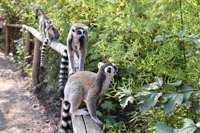 Lemur Madagascar Stripes Maki-Catta Picture