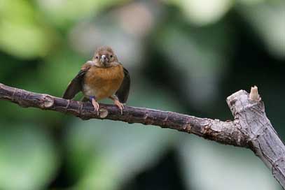 Madagascar-Madagascar Small Tropics Songbird Picture