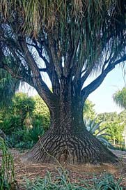 Tree Madagascar Unusual Baobab Picture