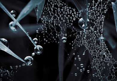 Droplets Nature Web Macro Picture