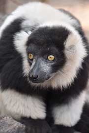 Lemur Animal Wild Nature Picture