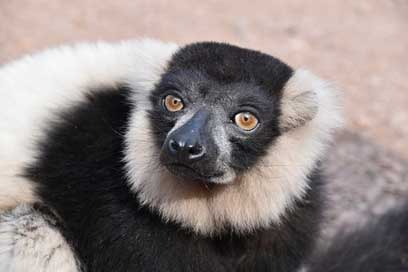 Lemur Mammals Wild Animal Picture