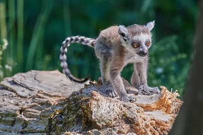 Monkey Ring-Tailed-Lemur Young-Animal Lemur Picture
