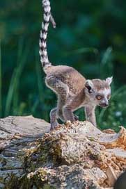 Monkey Ring-Tailed-Lemur Young-Animal Lemur Picture