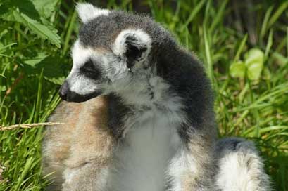Lemur Animal Zoo Cute Picture