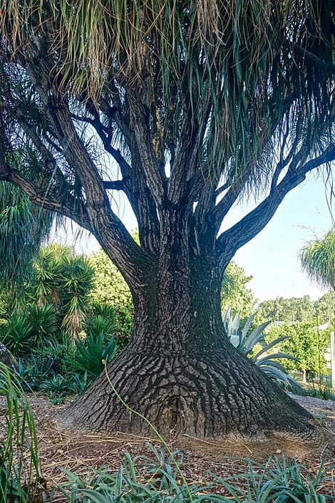 Madagascar Unusual Baobab Tree