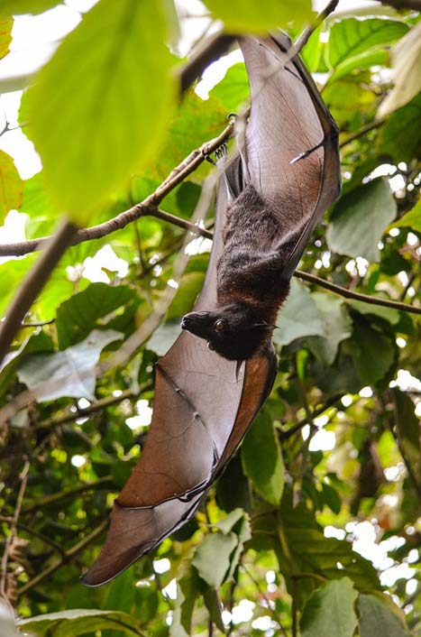Bat Animal-World Nature Tree