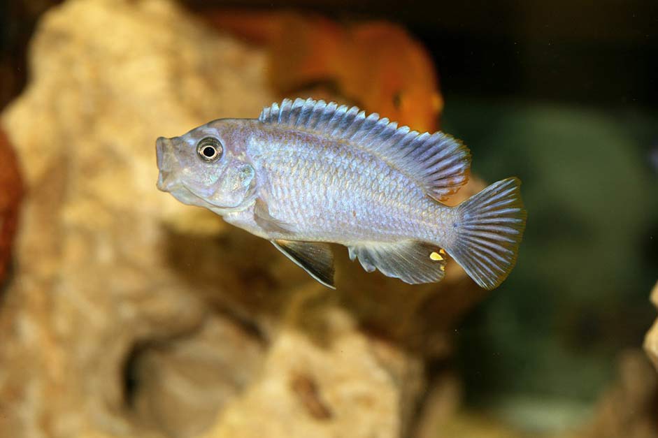 Cichlidae Malawi Cichlid Pseudotropheus-Acei