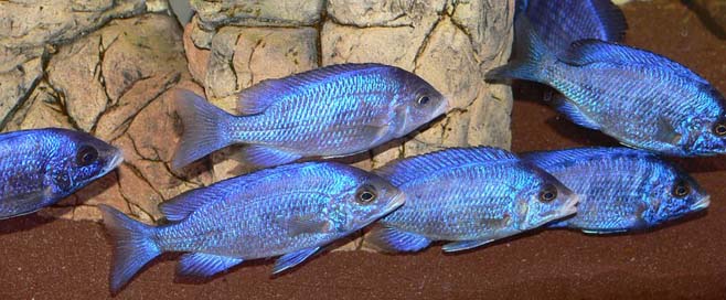 Whitelips   Placido-Chromis-Phenochilus Picture