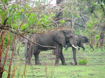 Malawi Elephants Landscape Africa Picture