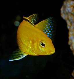 Fish Blue African-Cichlid Yellow Picture