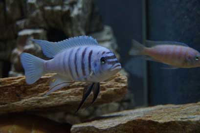 Metriaclima-Zebra  Aquarium Malawi-Bass Picture