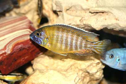 Aulonocara-Baenschi Cichlidae Malawi Cichlid Picture