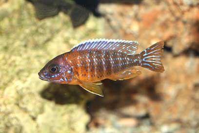 Aulonocara Malawi Cichlid Jacobfreibergi-Otter-Point Picture