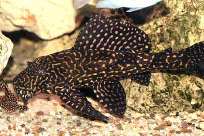 Glyptoperichthys-Joselimaianus  Cichlid L-Catfish Picture
