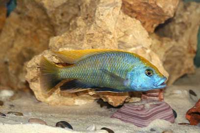 Nimbochromis-Venustus Malawi Cichlid Giraffe-Cichlid Picture