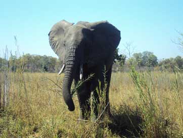 Elephant  Wildlife Malawi Picture