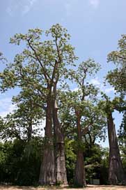 Embondeiro Organic Tree Malawi Picture