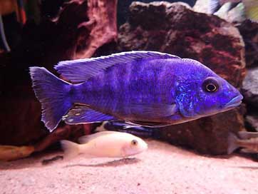 Fish Fishy Freshwater Aquarium Picture
