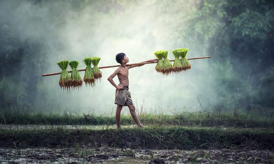 Cultivating Cambodia Asia Agriculture
