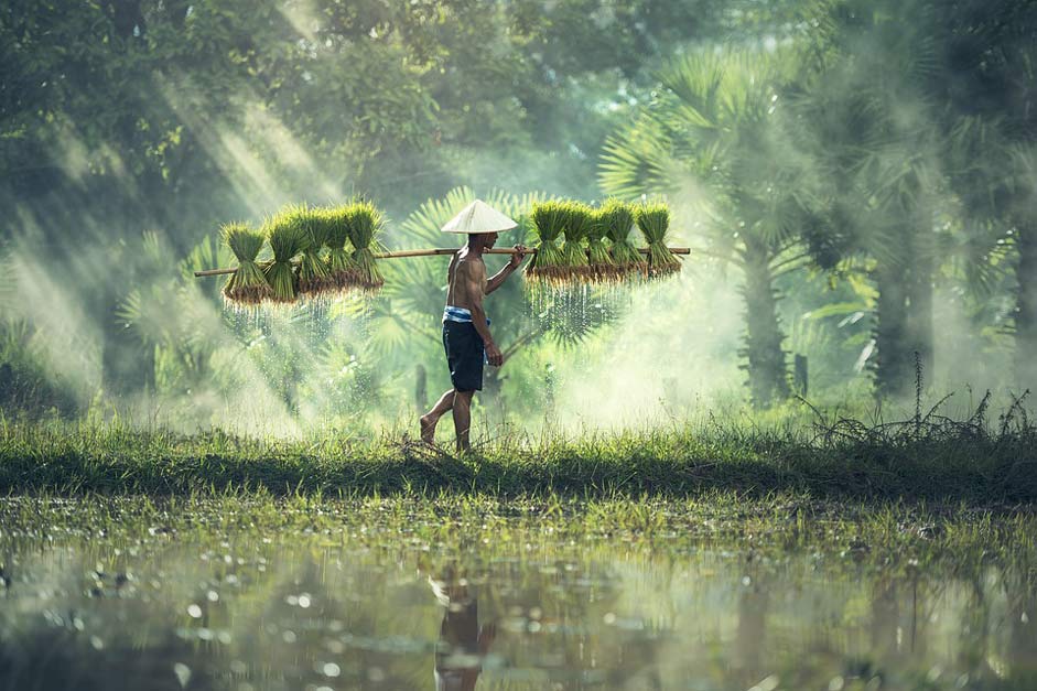 Grain Cambodia Asia Agriculture