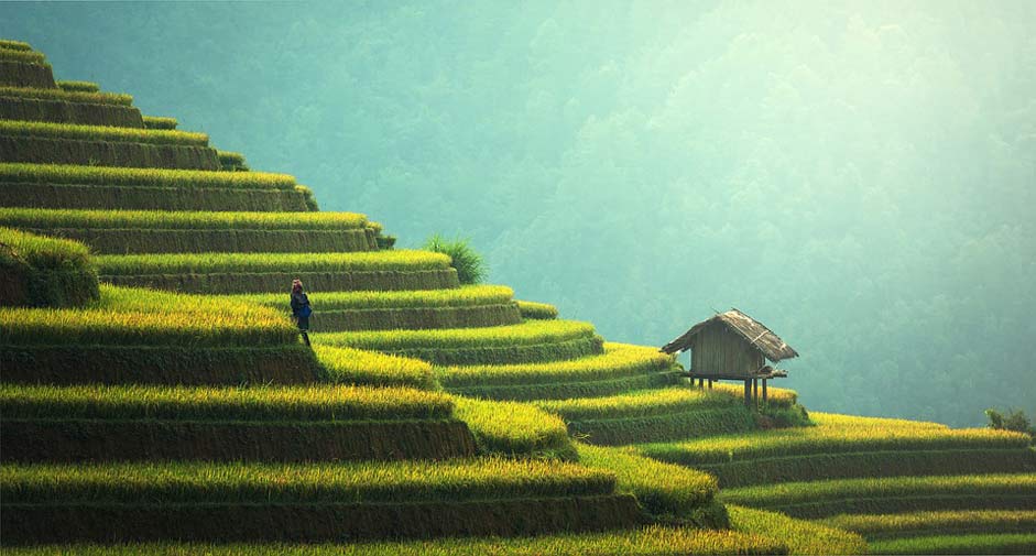 Rice Thailand Rice-Plantation Agriculture