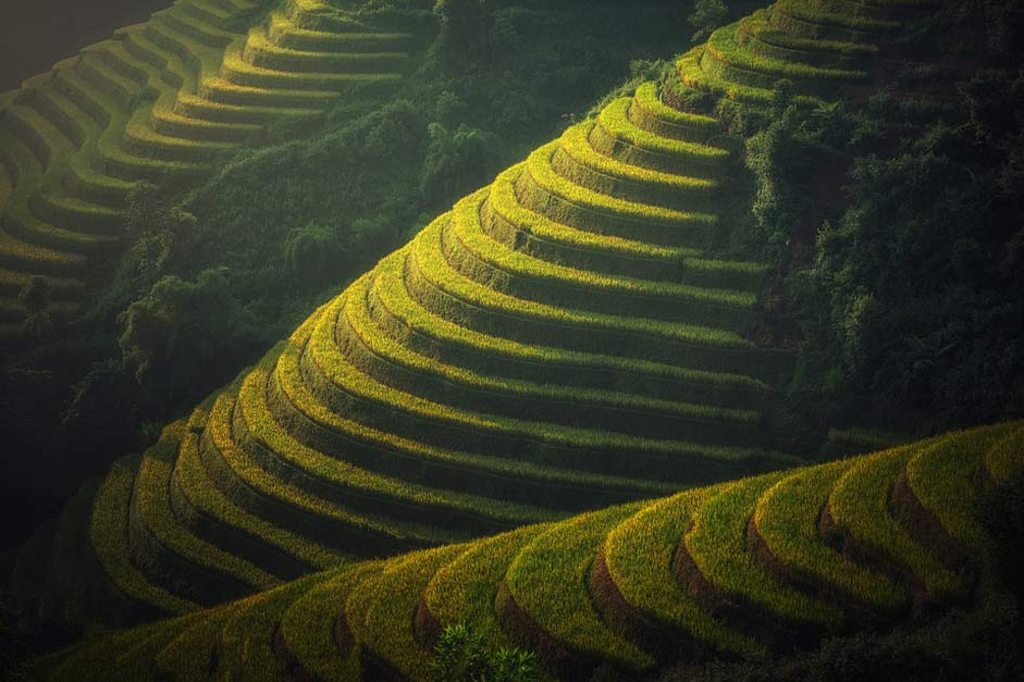 Thailand Rice-Plantation Vietnam Agriculture