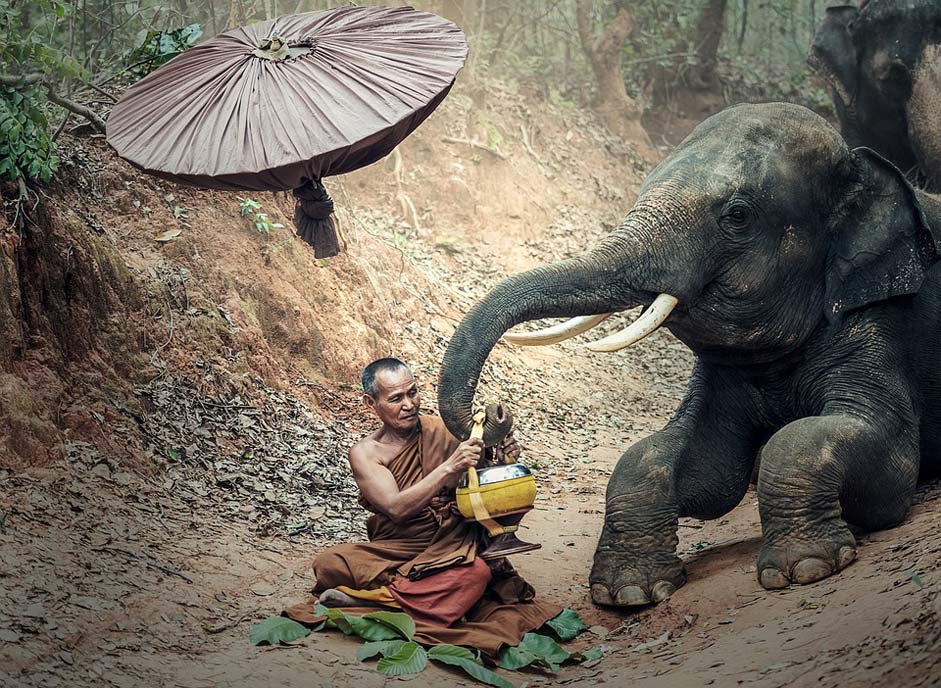 Buddhism Asia Animals Elephant