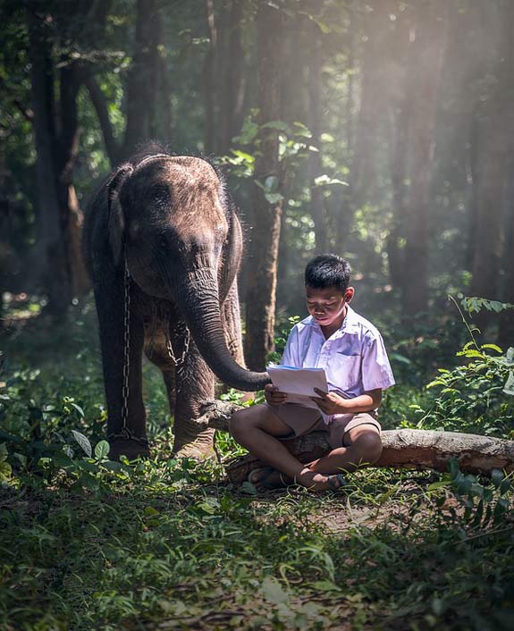 Learning Boy Chained Elephant